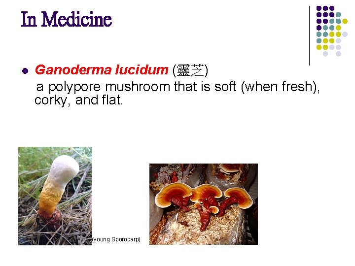 In Medicine Ganoderma lucidum (靈芝) a polypore mushroom that is soft (when fresh), corky,