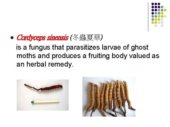 l Cordyceps sinensis (冬蟲夏草) is a fungus that parasitizes larvae of ghost moths and