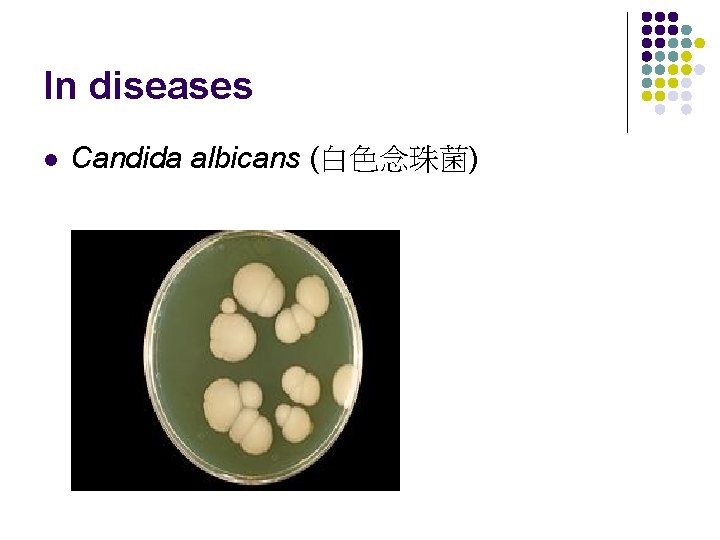 In diseases l Candida albicans (白色念珠菌) 