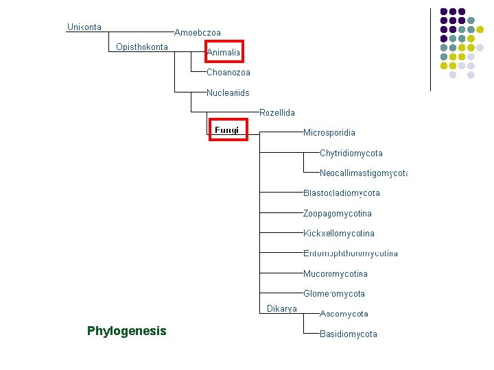 Phylogenesis 