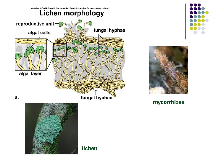 mycorrhizae lichen 