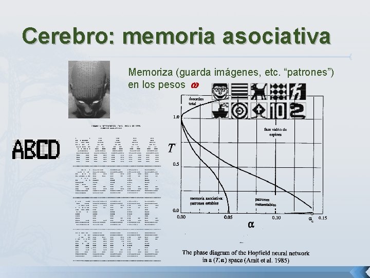 Cerebro: memoria asociativa Memoriza (guarda imágenes, etc. “patrones”) en los pesos 