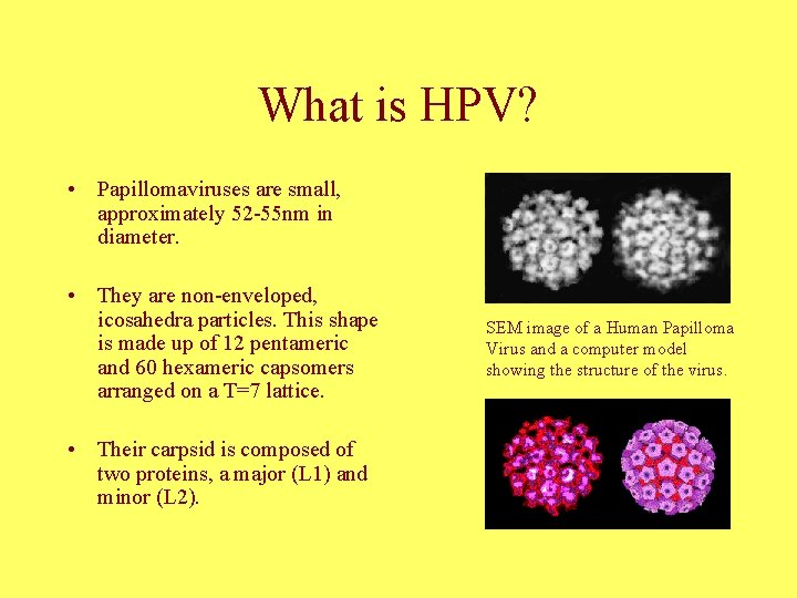 What is HPV? • Papillomaviruses are small, approximately 52 -55 nm in diameter. •