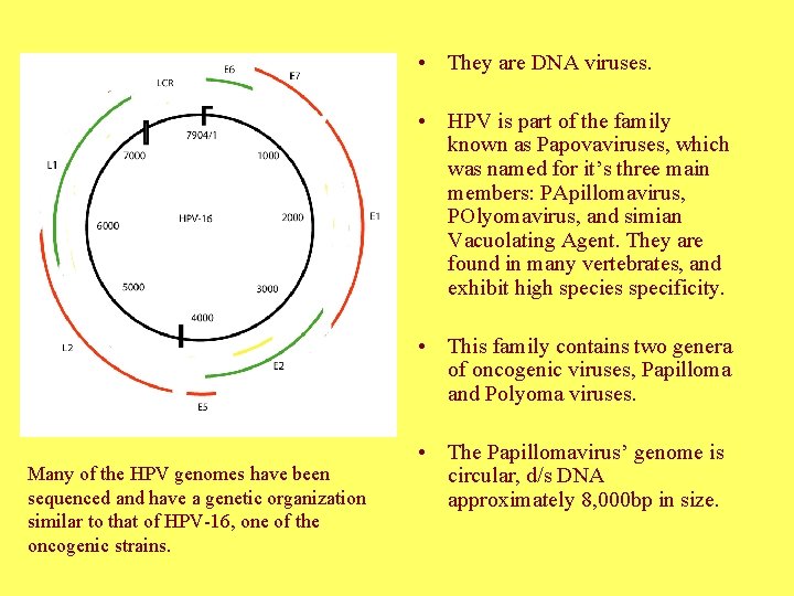  • They are DNA viruses. • HPV is part of the family known