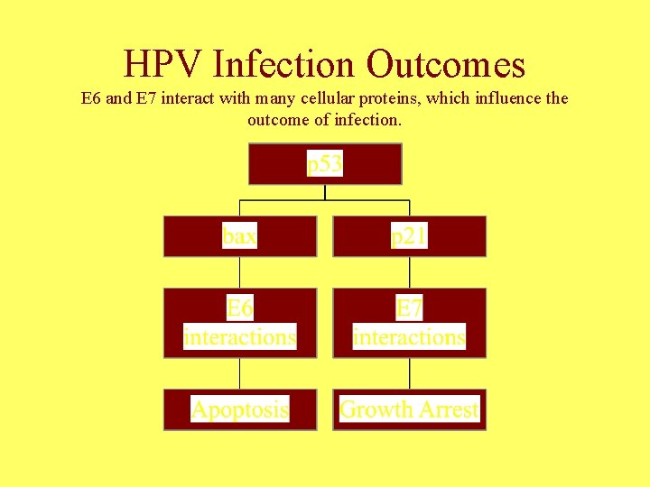 HPV Infection Outcomes E 6 and E 7 interact with many cellular proteins, which