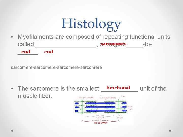 Histology • Myofilaments are composed of repeating functional units sarcomeres_____-tocalled _________, arranged end ______.