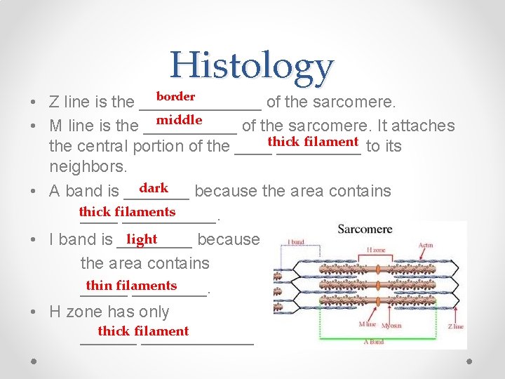 Histology border • Z line is the _______ of the sarcomere. middle • M