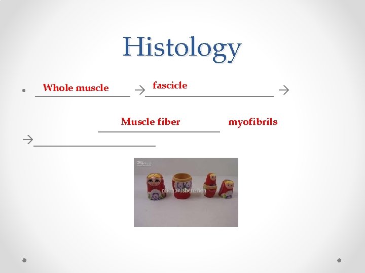 Histology fascicle Whole muscle • ___________________ Muscle fiber myofibrils __________________ 