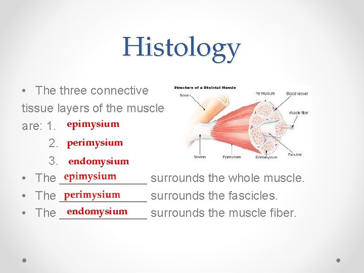 Histology • The three connective tissue layers of the muscle are: 1. epimysium 2.