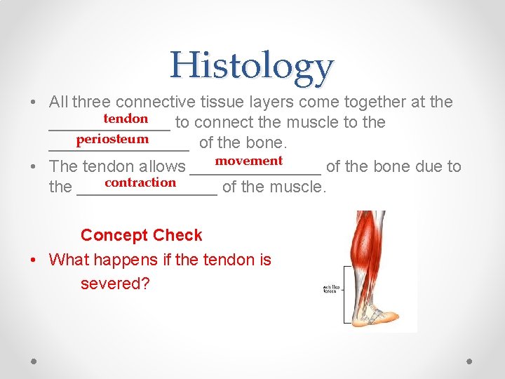 Histology • All three connective tissue layers come together at the tendon _______ to