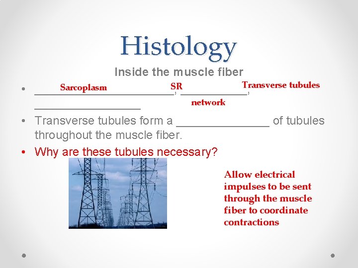 Histology Inside the muscle fiber Transverse tubules SR_____, Sarcoplasm • ___________, network ________ •