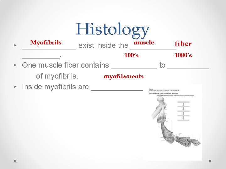 Histology Myofibrils muscle fiber • _______ exist inside the ______. 100’s 1000’s • One