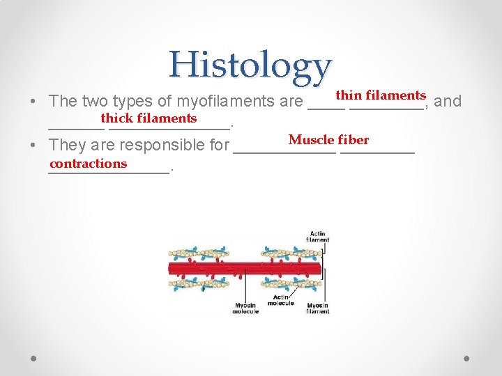 Histology thin filaments and • The two types of myofilaments are ________, filaments ______thick