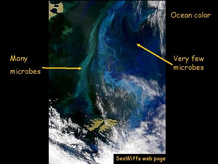 Ocean color Many Very few microbes Sea. Wiffs web page 