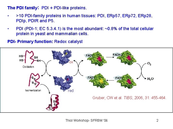 The PDI family: PDI + PDI-like proteins. • >10 PDI-family proteins in human tissues: