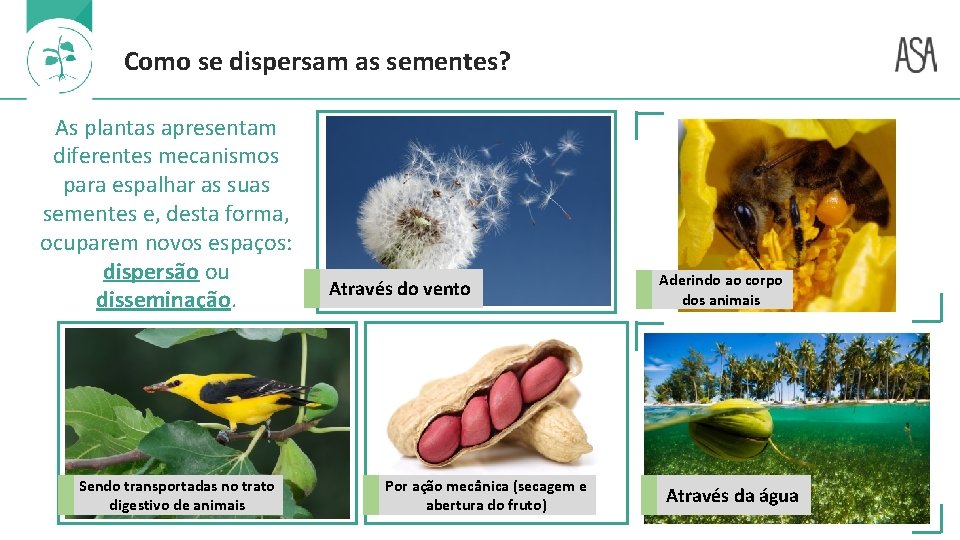 Como se dispersam as sementes? As plantas apresentam diferentes mecanismos para espalhar as suas