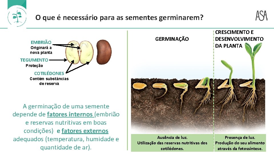 O que é necessário para as sementes germinarem? EMBRIÃO GERMINAÇÃO CRESCIMENTO E DESENVOLVIMENTO DA