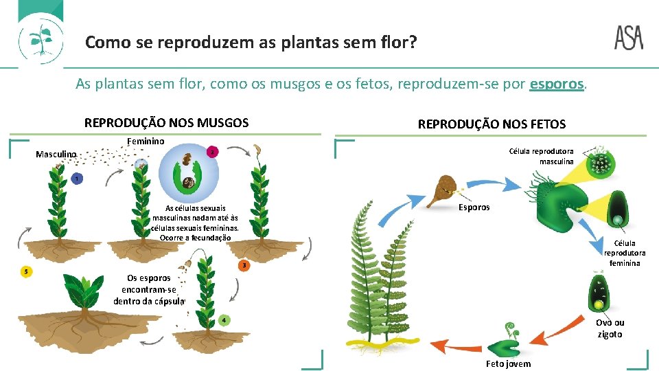 Como se reproduzem as plantas sem flor? As plantas sem flor, como os musgos