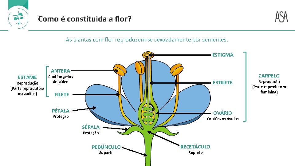 Como é constituída a flor? As plantas com flor reproduzem-se sexuadamente por sementes. ESTIGMA