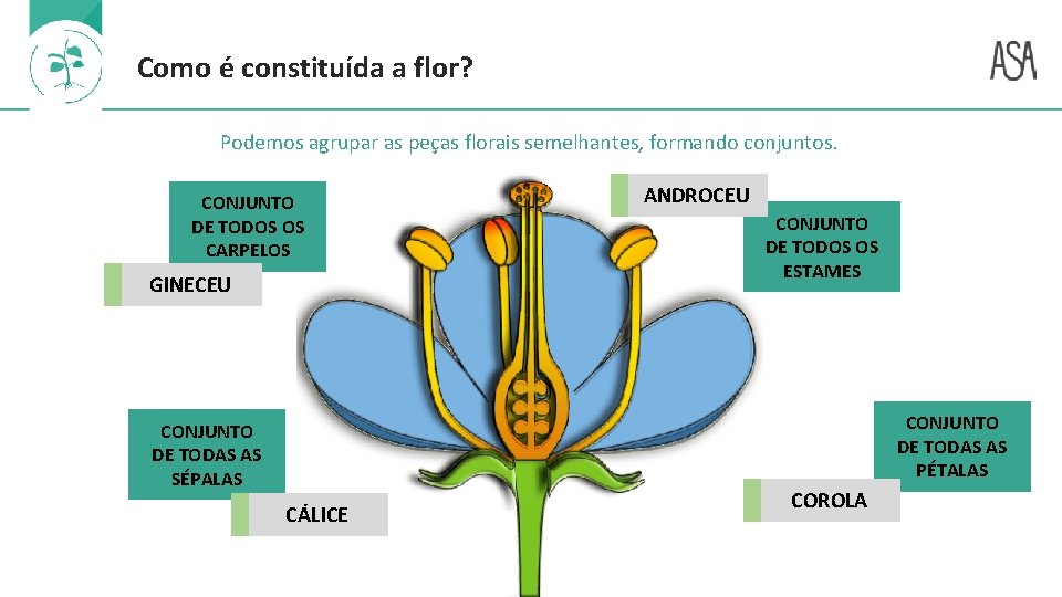 Como é constituída a flor? Podemos agrupar as peças florais semelhantes, formando conjuntos. CONJUNTO