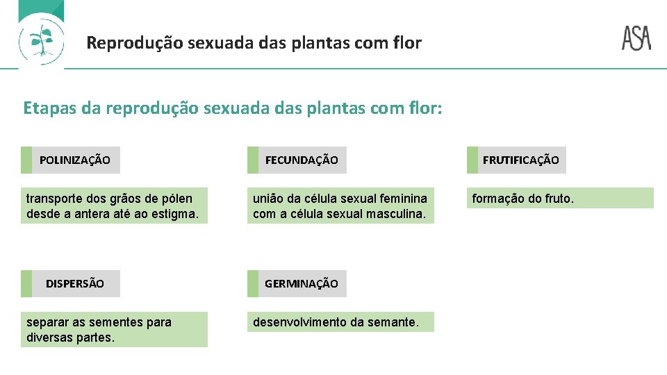 Reprodução sexuada das plantas com flor Etapas da reprodução sexuada das plantas com flor: