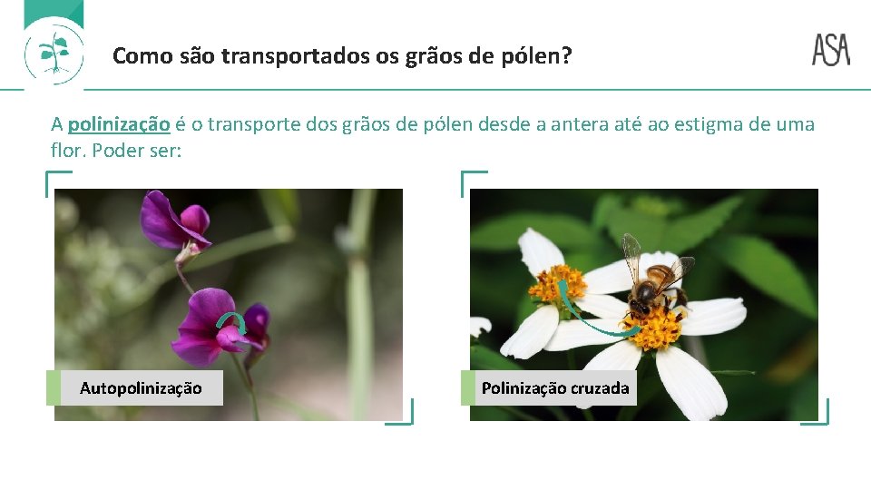 Como são transportados os grãos de pólen? A polinização é o transporte dos grãos