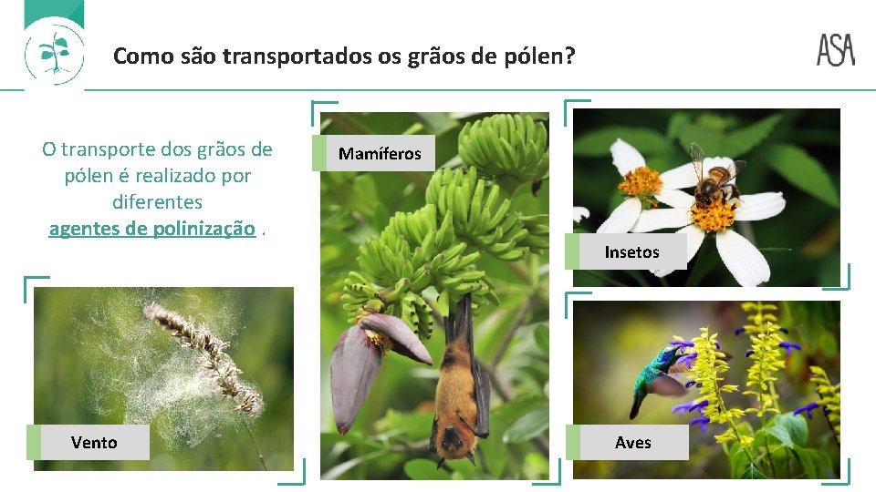 Como são transportados os grãos de pólen? O transporte dos grãos de pólen é