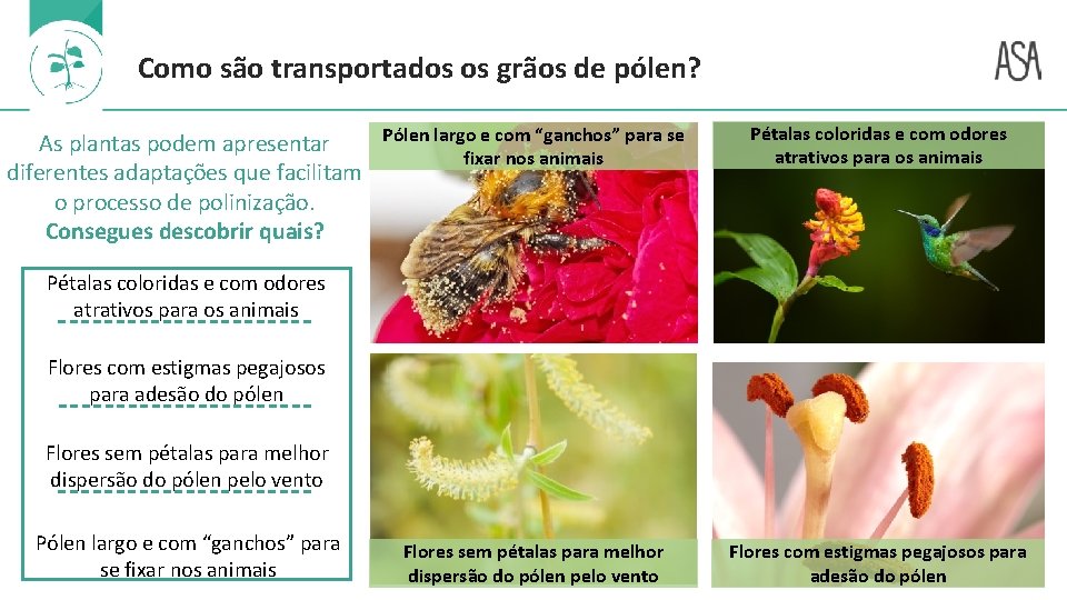 Como são transportados os grãos de pólen? Pólen largo e com “ganchos” para se