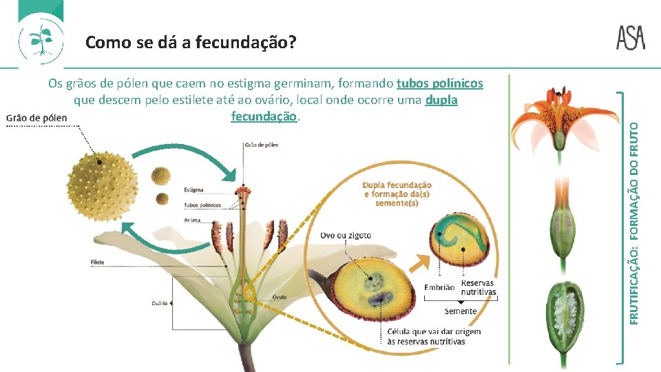Os grãos de pólen que caem no estigma germinam, formando tubos polínicos que descem