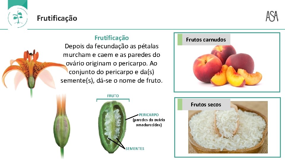 Frutificação Depois da fecundação as pétalas murcham e caem e as paredes do ovário