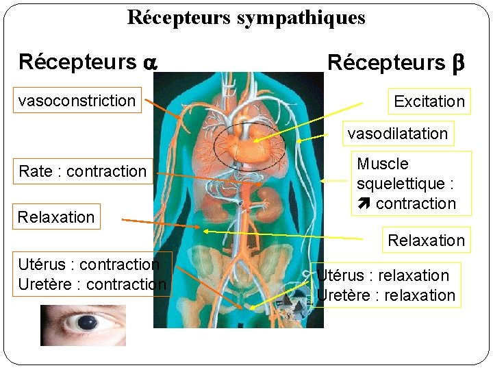 Récepteurs sympathiques Récepteurs vasoconstriction Récepteurs Excitation vasodilatation Rate : contraction Relaxation Muscle squelettique :