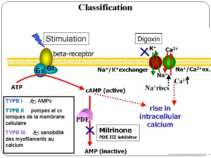 Classification Stimulation TYPE I k AMPc TYPE II pompes et cx ioniques de la