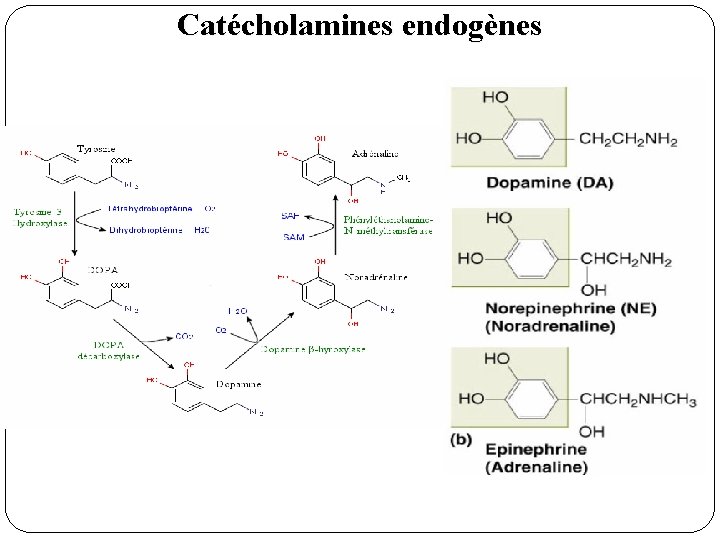 Catécholamines endogènes 