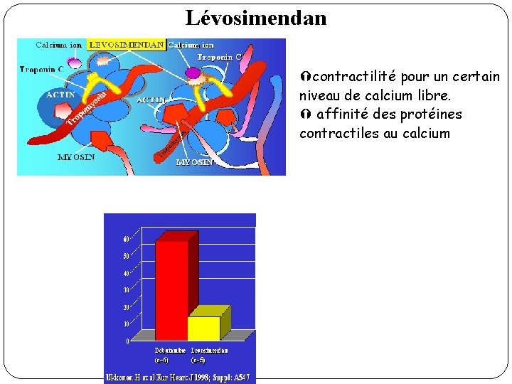 Lévosimendan Ýcontractilité pour un certain niveau de calcium libre. Ý affinité des protéines contractiles