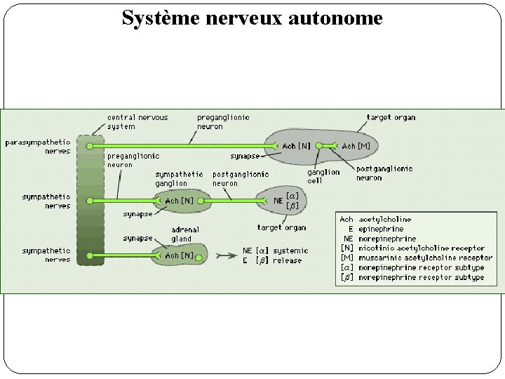 Système nerveux autonome 