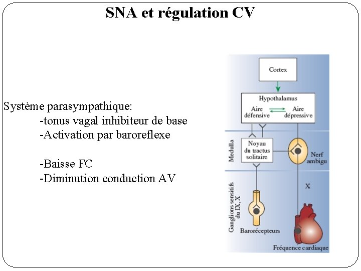 SNA et régulation CV Système parasympathique: -tonus vagal inhibiteur de base -Activation par baroreflexe