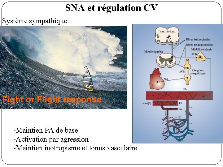 SNA et régulation CV Système sympathique: Fight or Flight response -Maintien PA de base