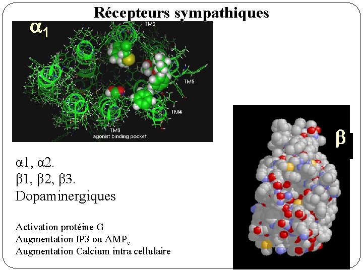 Récepteurs sympathiques α 1, α 2. β 1, β 2, β 3. Dopaminergiques Activation