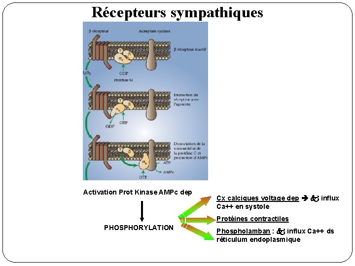 Récepteurs sympathiques Activation Prot Kinase AMPc dep Cx calciques voltage dep k influx Ca++