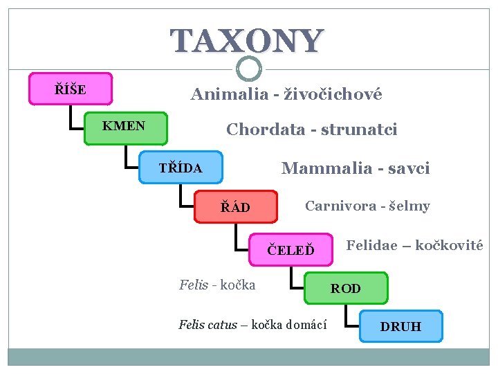 TAXONY ŘÍŠE Animalia - živočichové KMEN Chordata - strunatci Mammalia - savci TŘÍDA ŘÁD