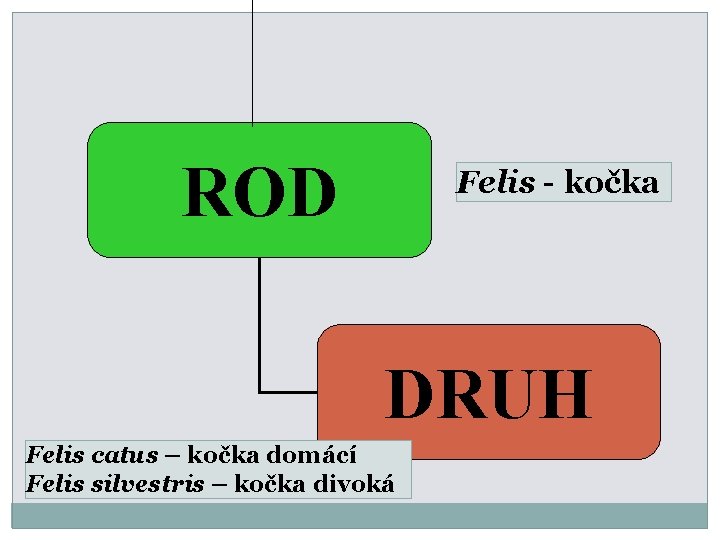 ROD Felis - kočka DRUH Felis catus – kočka domácí Felis silvestris – kočka