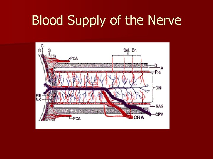 Blood Supply of the Nerve 