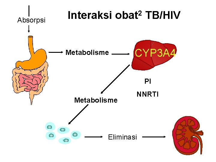 Absorpsi Interaksi obat 2 TB/HIV Metabolisme CYP 3 A 4 PI Metabolisme NNRTI Eliminasi