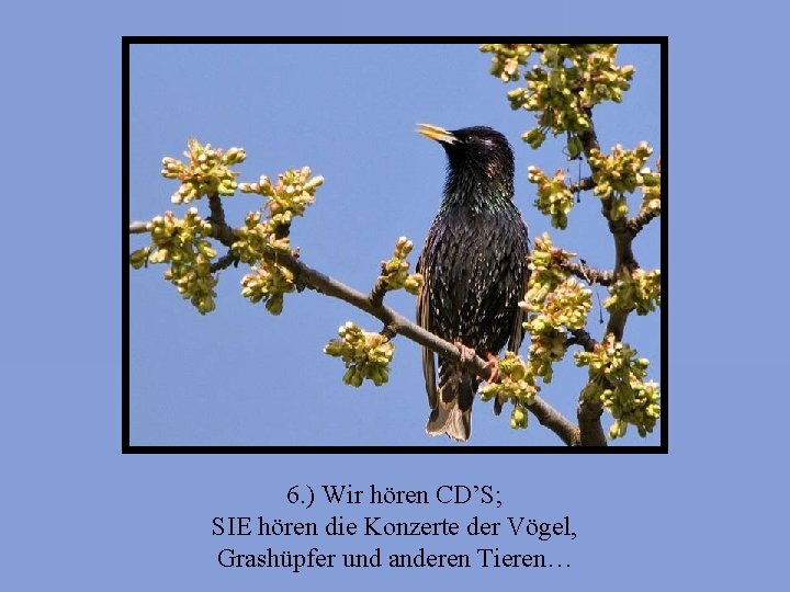 6. ) Wir hören CD’S; SIE hören die Konzerte der Vögel, Grashüpfer und anderen