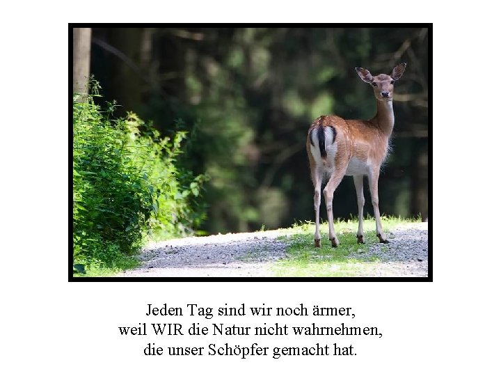 Jeden Tag sind wir noch ärmer, weil WIR die Natur nicht wahrnehmen, die unser