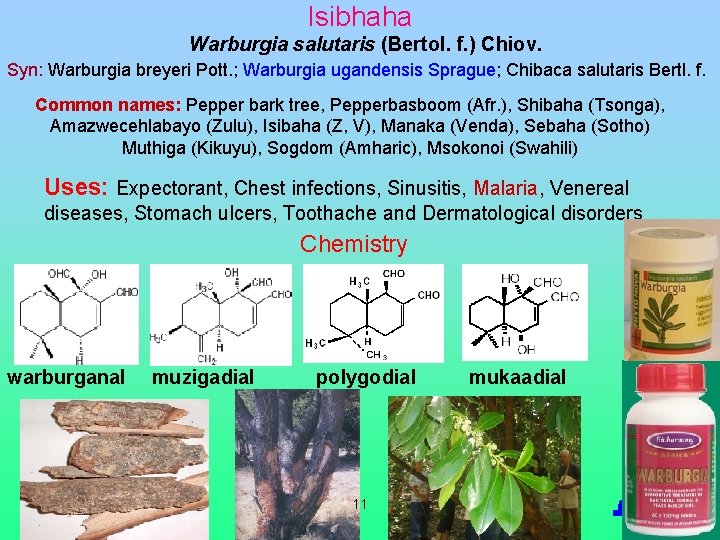 Isibhaha Warburgia salutaris (Bertol. f. ) Chiov. Syn: Warburgia breyeri Pott. ; Warburgia ugandensis