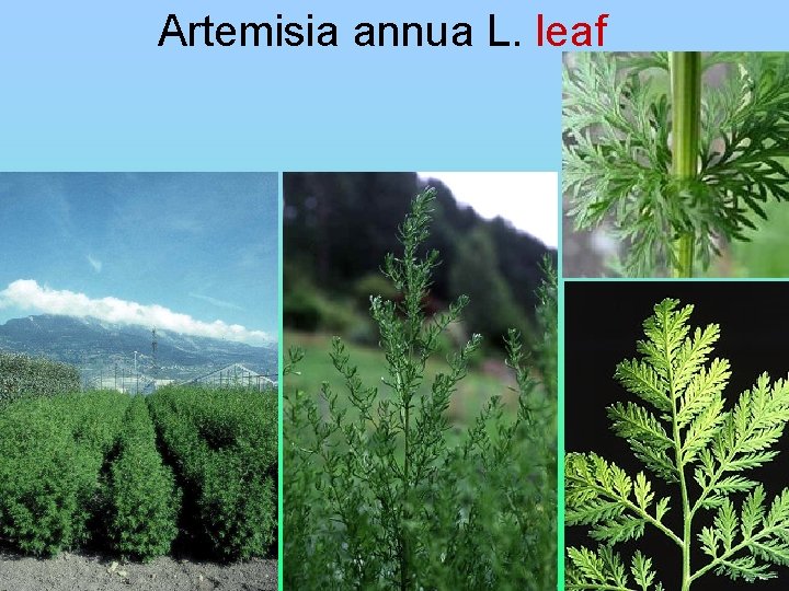 Artemisia annua L. leaf 12 