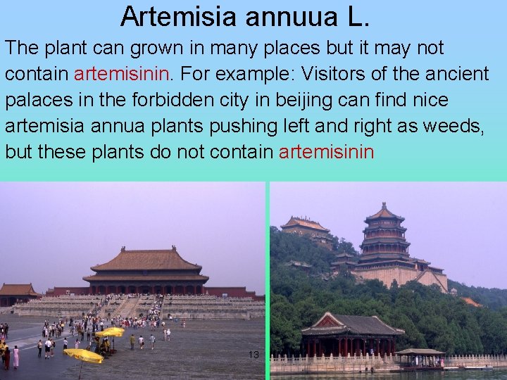 Artemisia annuua L. The plant can grown in many places but it may not