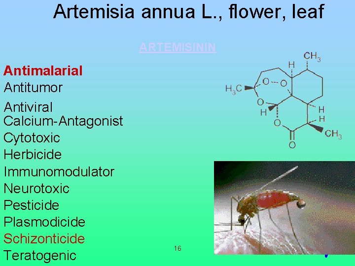 Artemisia annua L. , flower, leaf ARTEMISININ Antimalarial Antitumor Antiviral Calcium-Antagonist Cytotoxic Herbicide Immunomodulator