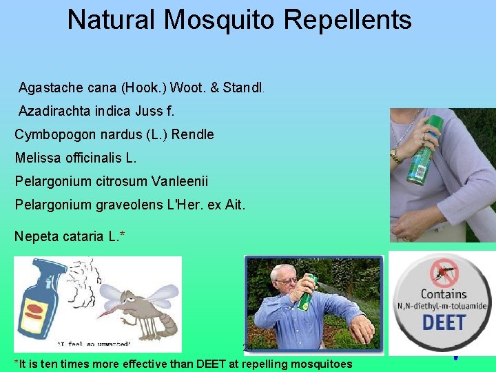 Natural Mosquito Repellents Agastache cana (Hook. ) Woot. & Standl. Azadirachta indica Juss f.